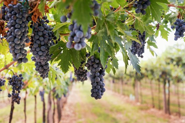 Comment organiser une visite des vignobles de la région de la Rioja, Espagne : dégustations et itinéraires ?